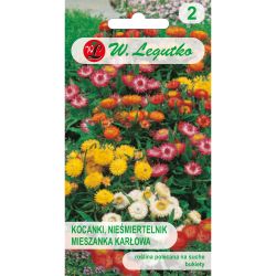 Helichrysum, Slaměnka - Tom Thumb - trpasličí směs - Semena - W. Legutko