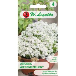 Oblečení - evergreen - bílá - Semena - W. Legutko