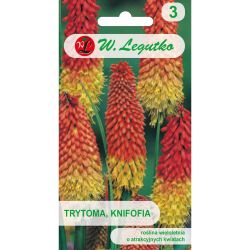 Trytoma, Knifofia - červená a žlutá - Semena - W. Legutko