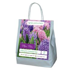 Hyacint - směs - 15 ks. - Cibule a oddenky - W. Legutko Hyacint - směs - 15 ks. - Cibule a oddenky - W. Legutko