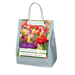 Tulipán - mix - 25 ks. - Cibule a oddenky - W. Legutko Tulipán - mix - 25 ks. - Cibule a oddenky - W. Legutko