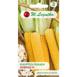 Praskající kukuřice – Bubeník - Semena - W. Legutko