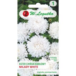 Trpasličí astra čínská - Milady White - bílá - Semena - W. Legutko