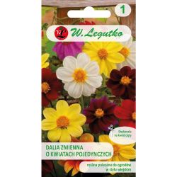 Single trpasličí jiřina - Mignon mix - Semena - W. Legutko