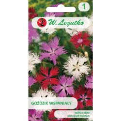 Nádherný karafiát - směs - Semena - W. Legutko