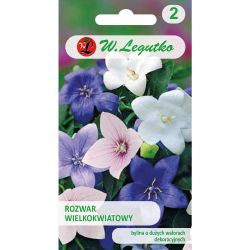 Platycodon, Rozwar - směs - Semena - W. Legutko