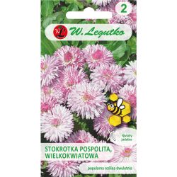 Sedmikráska obecná - velkokvětá - Maria - Semena - W. Legutko