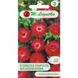 Sedmikráska obecná - velkokvětá - Gracja - Semena - W. Legutko