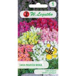 Snapdragon – nízký – mix - Semena - W. Legutko