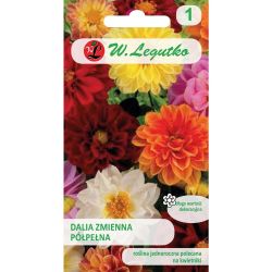 Jiřinka - variabilní - trpasličí - Unwins - mix - Semena - W. Legutko