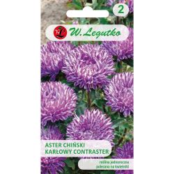 Aster - čínský trpaslík - Contraster - tmavě modrá - Semena - W. Legutko Aster - čínský trpaslík - Contraster - tmavě modrá - Semena - W. Legutko