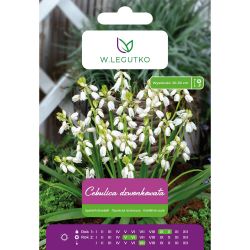Cibule - bílá - 5 ks. - Cibule a oddenky - W. Legutko Cibule - bílá - 5 ks. - Cibule a oddenky - W. Legutko
