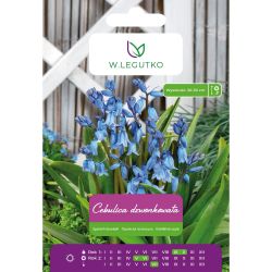 Cibule - modrá - 5 ks. - Cibule a oddenky - W. Legutko Cibule - modrá - 5 ks. - Cibule a oddenky - W. Legutko