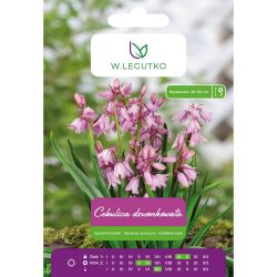 Cibule - růžová - 5 ks. - Cibule a oddenky - W. Legutko Cibule - růžová - 5 ks. - Cibule a oddenky - W. Legutko