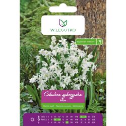 Sibiřská cibule - Alba - bílá - 6 ks. - Cibule a oddenky - W. Legutko Sibiřská cibule - Alba - bílá - 6 ks. - Cibule a oddenky - W. Legutko