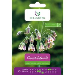 Česnek - bulharský - zelenofialový - 5 ks. - Cibule a oddenky - W. Legutko Česnek - bulharský - zelenofialový - 5 ks. - Cibule a oddenky - W. Legutko