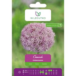 Česnek - Globemaster - fialový - 1 ks. - Cibule a oddenky - W. Legutko Česnek - Globemaster - fialový - 1 ks. - Cibule a oddenky - W. Legutko