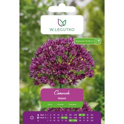 Česnek - Miami - fialový - 4 ks. - Cibule a oddenky - W. Legutko Česnek - Miami - fialový - 4 ks. - Cibule a oddenky - W. Legutko