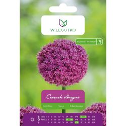 Česnek - obří - fialový - 1 ks. - Cibule a oddenky - W. Legutko Česnek - obří - fialový - 1 ks. - Cibule a oddenky - W. Legutko