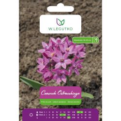 Česnek - Ostrowskiego - růžový - 10 ks. - Cibule a oddenky - W. Legutko Česnek - Ostrowskiego - růžový - 10 ks. - Cibule a oddenky - W. Legutko