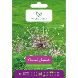 Česnek - Shuberta - růžový - 1 ks. - Cibule a oddenky - W. Legutko Česnek - Shuberta - růžový - 1 ks. - Cibule a oddenky - W. Legutko