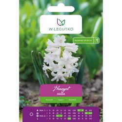 Hyacint - Aiolos - bílý - 2 ks. - Cibule a oddenky - W. Legutko Hyacint - Aiolos - bílý - 2 ks. - Cibule a oddenky - W. Legutko