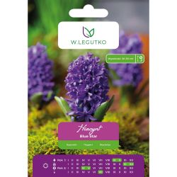 Hyacint - Blue Star - modrý - 2 ks. - Cibule a oddenky - W. Legutko Hyacint - Blue Star - modrý - 2 ks. - Cibule a oddenky - W. Legutko