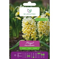 Hyacint - City of Haarlem - žlutý - 2 ks. - Cibule a oddenky - W. Legutko Hyacint - City of Haarlem - žlutý - 2 ks. - Cibule a oddenky - W. Legutko