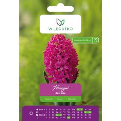 Hyacint - Jan Bos - červený - 2 ks. - Cibule a oddenky - W. Legutko Hyacint - Jan Bos - červený - 2 ks. - Cibule a oddenky - W. Legutko