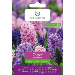 Hyacint - směs - 2 ks. - Cibule a oddenky - W. Legutko Hyacint - směs - 2 ks. - Cibule a oddenky - W. Legutko
