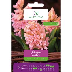 Hyacint - Odysseus - oranžový - 2 ks. - Cibule a oddenky - W. Legutko Hyacint - Odysseus - oranžový - 2 ks. - Cibule a oddenky - W. Legutko