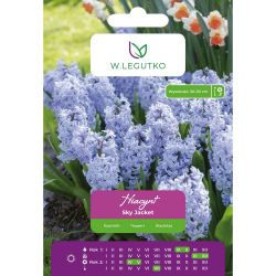 Hyacint - Sky Jacket - modrá - 2 ks. - Cibule a oddenky - W. Legutko Hyacint - Sky Jacket - modrá - 2 ks. - Cibule a oddenky - W. Legutko