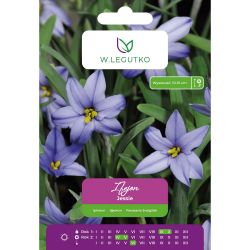 Ifejon - Jessie - modrá - 7 ks. - Cibule a oddenky - W. Legutko Ifejon - Jessie - modrá - 7 ks. - Cibule a oddenky - W. Legutko