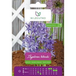 Tatar Ixiolirion - fialový - 10 ks. - Cibule a oddenky - W. Legutko Tatar Ixiolirion - fialový - 10 ks. - Cibule a oddenky - W. Legutko