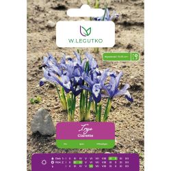 Iris - Clairette - fialová - 7 ks. - Cibule a oddenky - W. Legutko Iris - Clairette - fialová - 7 ks. - Cibule a oddenky - W. Legutko