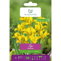 Kosatec - Danford - žlutý - 7 ks. - Cibule a oddenky - W. Legutko Kosatec - Danford - žlutý - 7 ks. - Cibule a oddenky - W. Legutko
