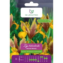 Holandský kosatec - Bronze Beauty - žlutohnědý - 5 ks. - Cibule a oddenky - W. Legutko Holandský kosatec - Bronze Beauty - žlutohnědý - 5 ks. - Cibule a oddenky - W. Legutko