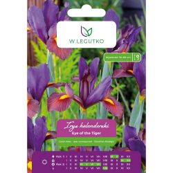 Holandský kosatec - Eye of the Tiger - fialový a žlutý - 5 ks. - Cibule a oddenky - W. Legutko Holandský kosatec - Eye of the Tiger - fialový a žlutý - 5 ks. - Cibule a oddenky - W. Legutko