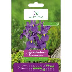 Holandský kosatec - Purple Sensation - fialový - 5 ks. - Cibule a oddenky - W. Legutko Holandský kosatec - Purple Sensation - fialový - 5 ks. - Cibule a oddenky - W. Legutko
