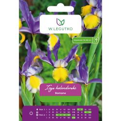 Holandský kosatec - Romano - žluto-modrý - 5 ks. - Cibule a oddenky - W. Legutko Holandský kosatec - Romano - žluto-modrý - 5 ks. - Cibule a oddenky - W. Legutko