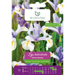 Holandský kosatec - Silvery Beauty - modrý - 5 ks. - Cibule a oddenky - W. Legutko Holandský kosatec - Silvery Beauty - modrý - 5 ks. - Cibule a oddenky - W. Legutko