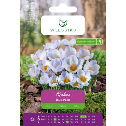 Crocus - Blue Pearl - Chrysanthus - blue - 7 ks. - Cibule a oddenky - W. Legutko Crocus - Blue Pearl - Chrysanthus - blue - 7 ks. - Cibule a oddenky - W. Legutko
