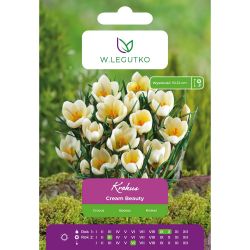 Crocus - Cream Beauty - Chrysanthus - cream - 7 ks. - Cibule a oddenky - W. Legutko Crocus - Cream Beauty - Chrysanthus - cream - 7 ks. - Cibule a oddenky - W. Legutko