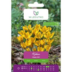 Crocus - Gipsy Girl - Chrysanthus - žlutý s hnědými pruhy - 7 ks. - Cibule a oddenky - W. Legutko Crocus - Gipsy Girl - Chrysanthus - žlutý s hnědými pruhy - 7 ks. - Cibule a oddenky - W. Legutko