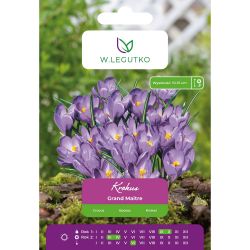 Crocus - Grand Maitre - Vernus - levandulově modrá - 7 ks. - Cibule a oddenky - W. Legutko Crocus - Grand Maitre - Vernus - levandulově modrá - 7 ks. - Cibule a oddenky - W. Legutko