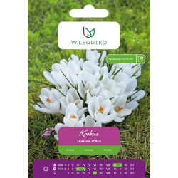 Crocus - Jeanne d`Arc - Vernus - bílá - 7 ks. - Cibule a oddenky - W. Legutko Crocus - Jeanne d`Arc - Vernus - bílá - 7 ks. - Cibule a oddenky - W. Legutko