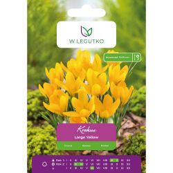 Crocus - Large Yellow - Vernus - yellow - 7 ks. - Cibule a oddenky - W. Legutko Crocus - Large Yellow - Vernus - yellow - 7 ks. - Cibule a oddenky - W. Legutko