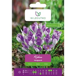 Crocus - Vanguard - Vernus - bílá a fialová - 7 ks. - Cibule a oddenky - W. Legutko Crocus - Vanguard - Vernus - bílá a fialová - 7 ks. - Cibule a oddenky - W. Legutko