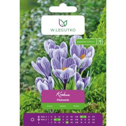 Crocus - Pickwick - Vernus - modrý, pruhovaný - 7 ks. - Cibule a oddenky - W. Legutko Crocus - Pickwick - Vernus - modrý, pruhovaný - 7 ks. - Cibule a oddenky - W. Legutko