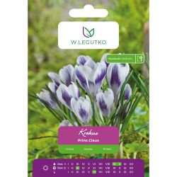 Crocus - Prins Claus - Chrysanthus - fialová a bílá - 7 ks. - Cibule a oddenky - W. Legutko Crocus - Prins Claus - Chrysanthus - fialová a bílá - 7 ks. - Cibule a oddenky - W. Legutko